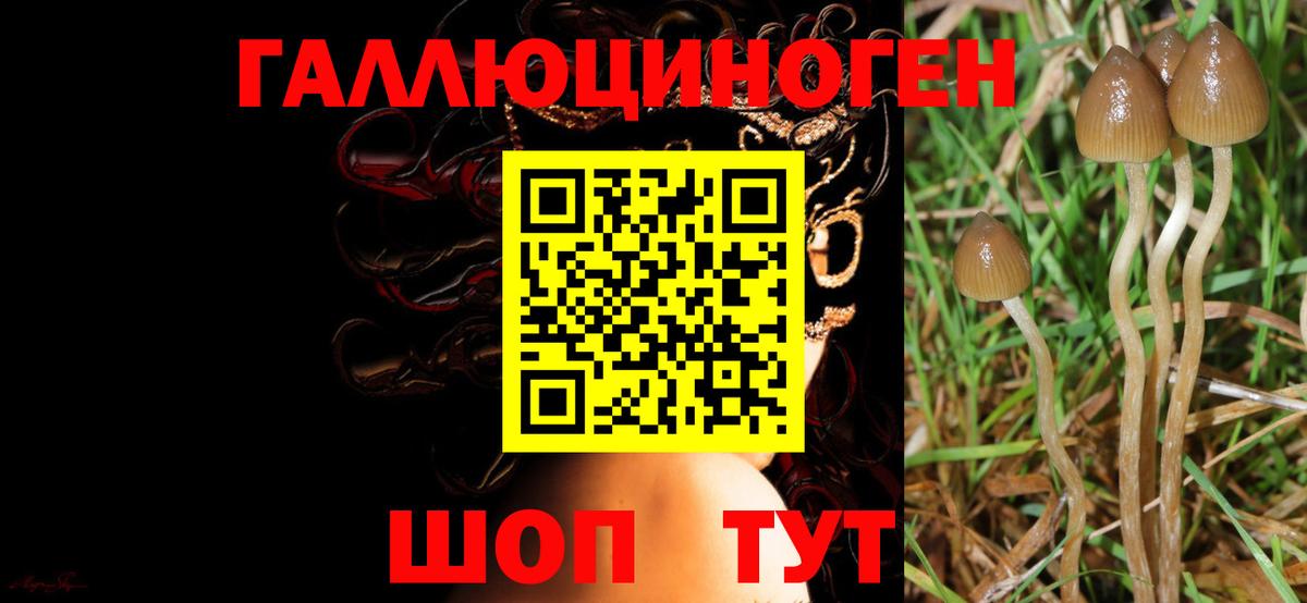 Галлюциногенные грибы Psilocybe  Галлюциногенные грибы мухоморы  Урюпинск  Вход с VPN 